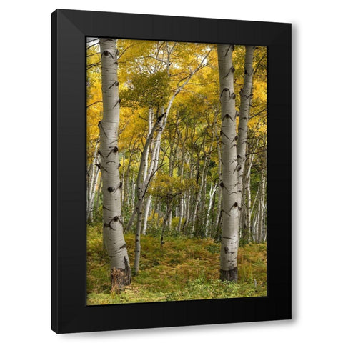 Autumn Aspens I Black Modern Wood Framed Art Print by Head, Danny