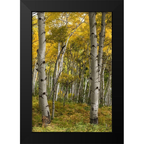 Autumn Aspens I Black Modern Wood Framed Art Print by Head, Danny