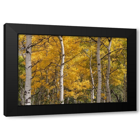 Autumn GroveI Black Modern Wood Framed Art Print with Double Matting by Head, Danny
