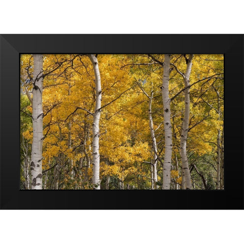 Autumn GroveI Black Modern Wood Framed Art Print by Head, Danny