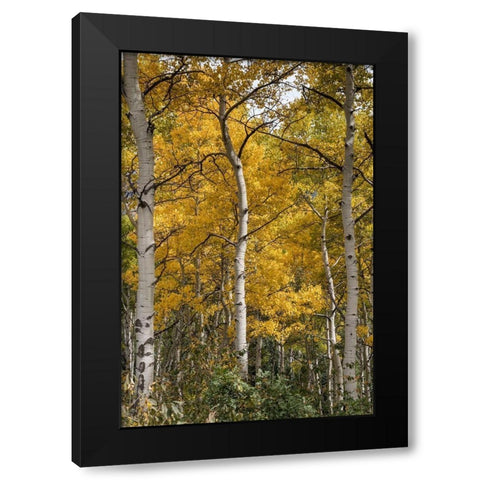 Autumn Aspens II Black Modern Wood Framed Art Print with Double Matting by Head, Danny