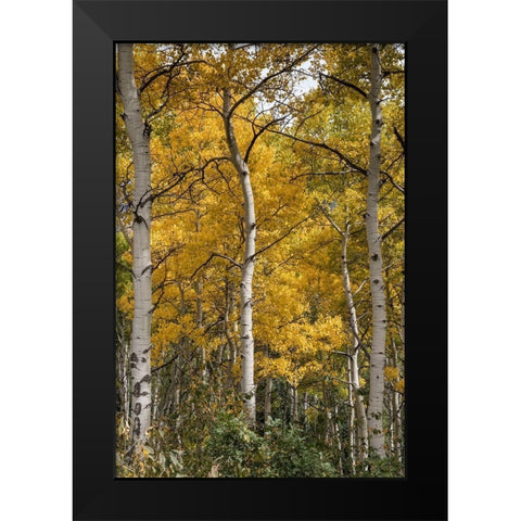 Autumn Aspens II Black Modern Wood Framed Art Print by Head, Danny