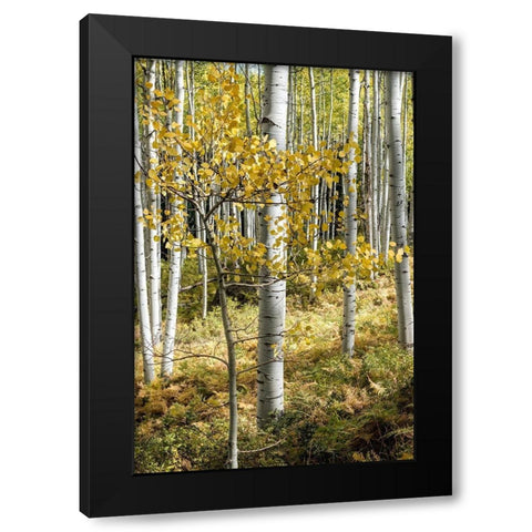 Autumn Aspens III Black Modern Wood Framed Art Print with Double Matting by Head, Danny