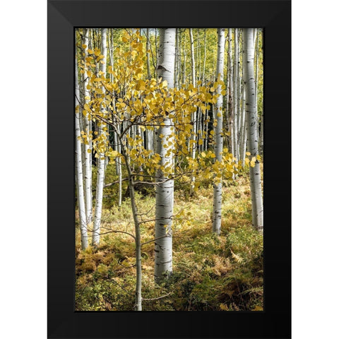 Autumn Aspens III Black Modern Wood Framed Art Print by Head, Danny