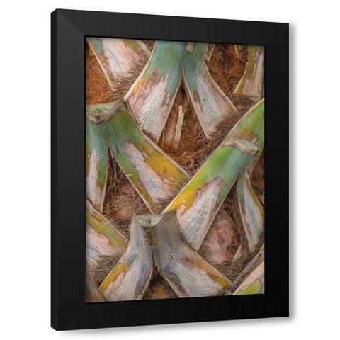 Palm Trunk Detail I Black Modern Wood Framed Art Print with Double Matting by Head, Danny