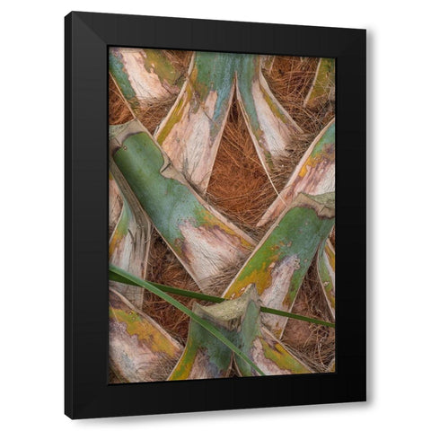 Palm Trunk Detail II Black Modern Wood Framed Art Print with Double Matting by Head, Danny