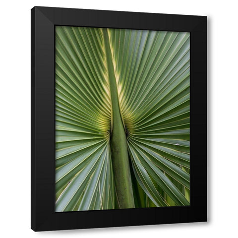 Palm Detail I Black Modern Wood Framed Art Print by Head, Danny