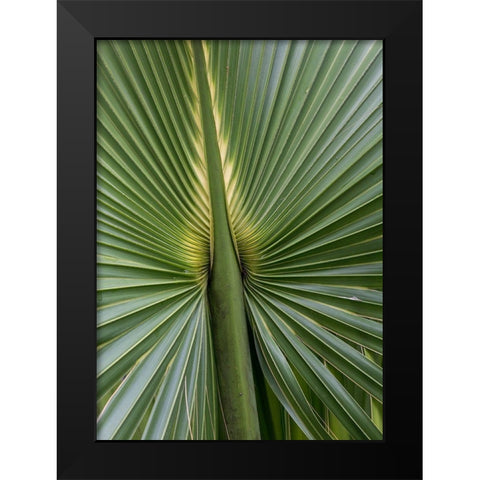 Palm Detail I Black Modern Wood Framed Art Print by Head, Danny
