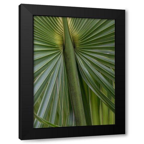 Palm Detail II Black Modern Wood Framed Art Print by Head, Danny