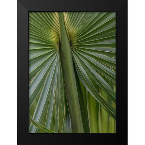 Palm Detail II Black Modern Wood Framed Art Print by Head, Danny