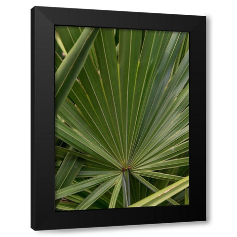 Palm Detail III Black Modern Wood Framed Art Print by Head, Danny