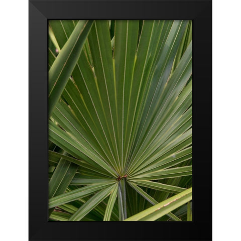 Palm Detail III Black Modern Wood Framed Art Print by Head, Danny