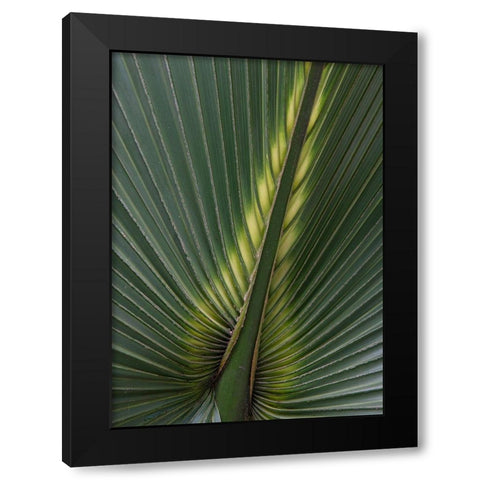 Palm Detail IV Black Modern Wood Framed Art Print by Head, Danny