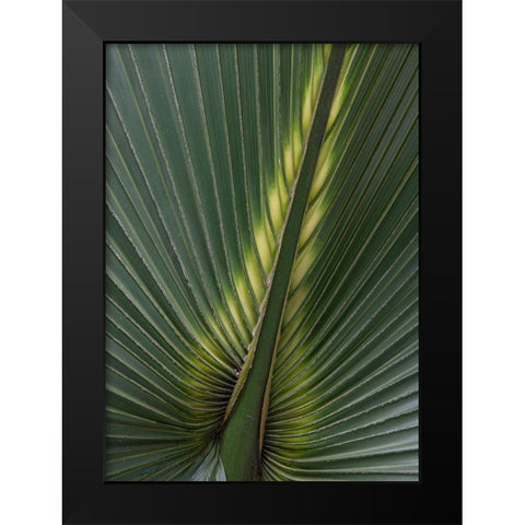 Palm Detail IV Black Modern Wood Framed Art Print by Head, Danny