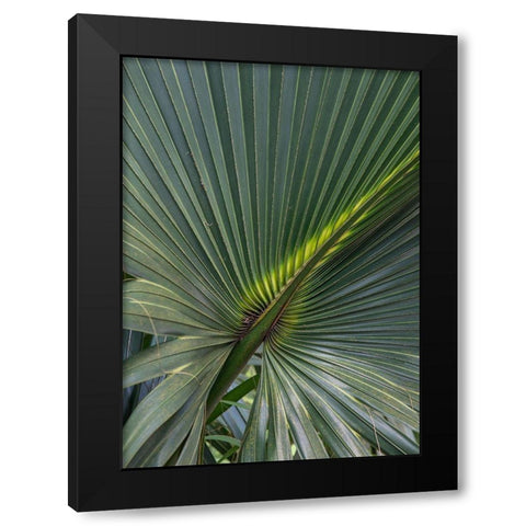 Palm Detail V Black Modern Wood Framed Art Print by Head, Danny