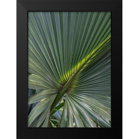 Palm Detail V Black Modern Wood Framed Art Print by Head, Danny