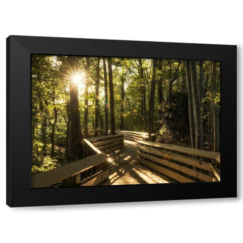 Sunstar Path Black Modern Wood Framed Art Print by Head, Danny