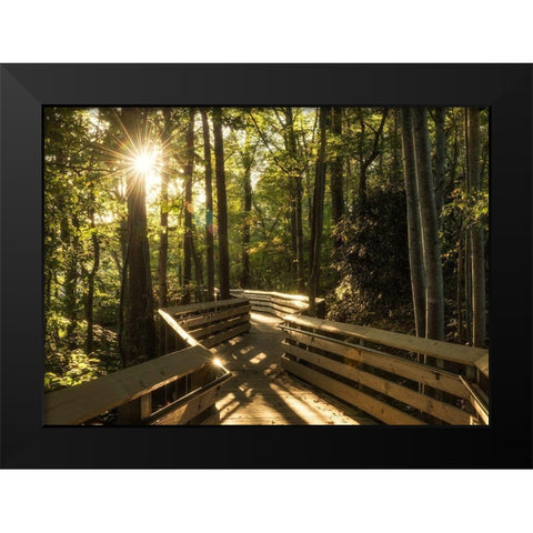 Sunstar Path Black Modern Wood Framed Art Print by Head, Danny