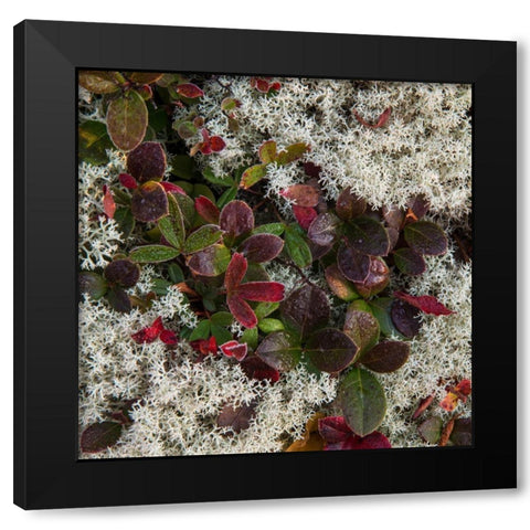 Ground Cover II Black Modern Wood Framed Art Print with Double Matting by Head, Danny