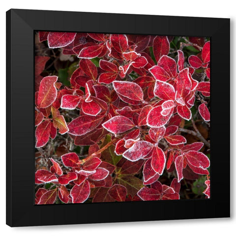 Ground Cover III Black Modern Wood Framed Art Print by Head, Danny