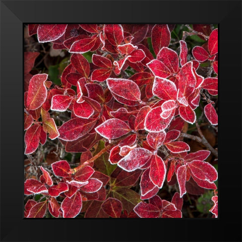 Ground Cover III Black Modern Wood Framed Art Print by Head, Danny