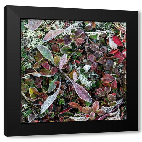 Ground Cover IV Black Modern Wood Framed Art Print by Head, Danny