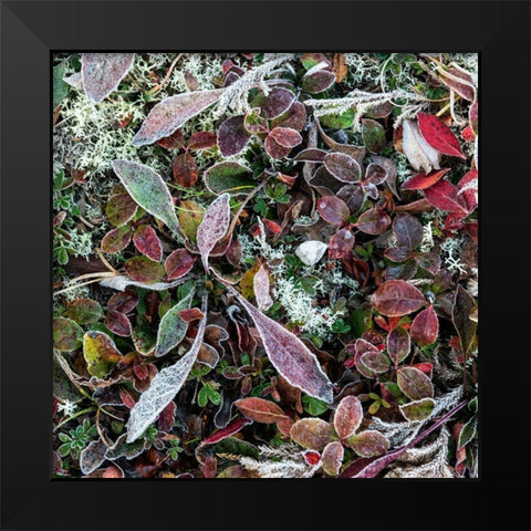 Ground Cover IV Black Modern Wood Framed Art Print by Head, Danny