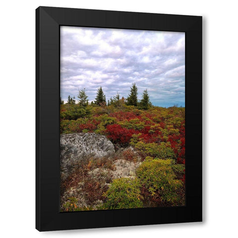 Bear Rocks Black Modern Wood Framed Art Print with Double Matting by Head, Danny