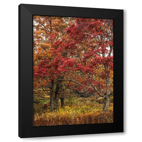 Gold and Red Black Modern Wood Framed Art Print by Head, Danny