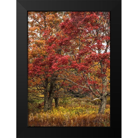 Gold and Red Black Modern Wood Framed Art Print by Head, Danny