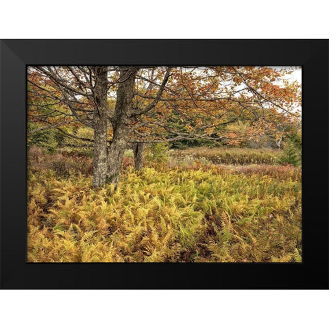 Maples and Ferns Black Modern Wood Framed Art Print by Head, Danny