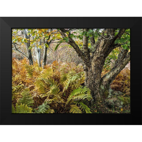 Autumn Fern Black Modern Wood Framed Art Print by Head, Danny