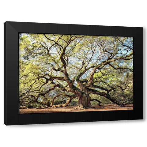 Angel Oak Black Modern Wood Framed Art Print by Head, Danny
