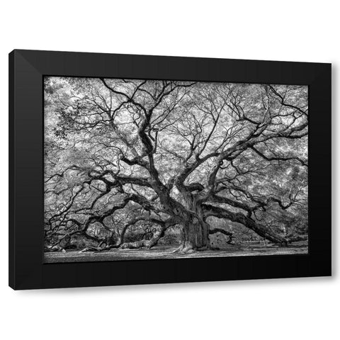 Angel Oak BAndW Black Modern Wood Framed Art Print with Double Matting by Head, Danny