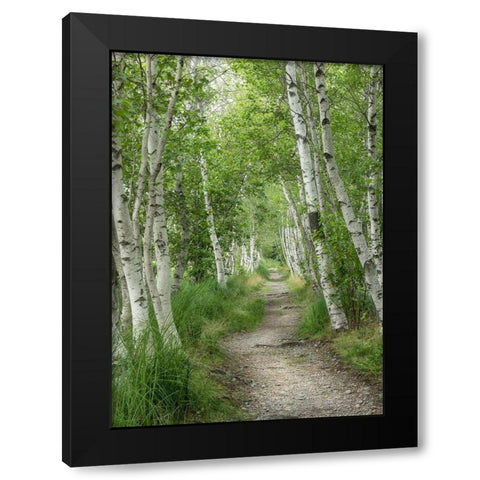 Summer Path I Black Modern Wood Framed Art Print by Head, Danny