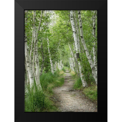 Summer Path I Black Modern Wood Framed Art Print by Head, Danny