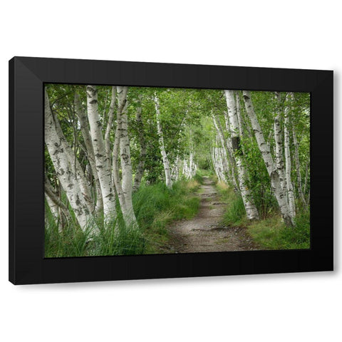 Summer Path II Black Modern Wood Framed Art Print by Head, Danny