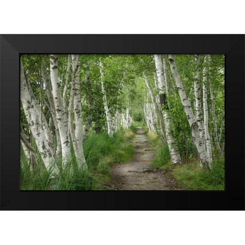 Summer Path II Black Modern Wood Framed Art Print by Head, Danny