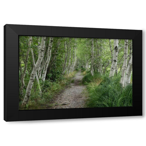 Summer Path III Black Modern Wood Framed Art Print by Head, Danny