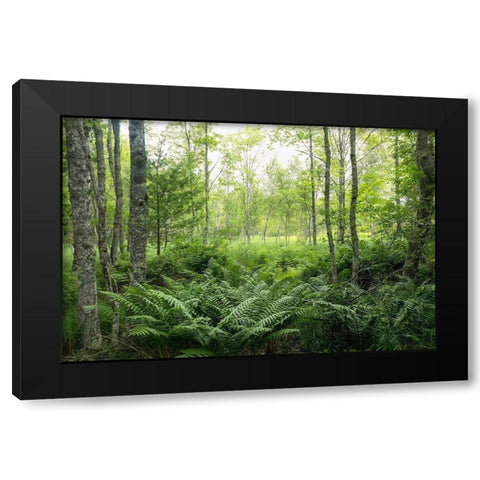 Woodlands Black Modern Wood Framed Art Print by Head, Danny