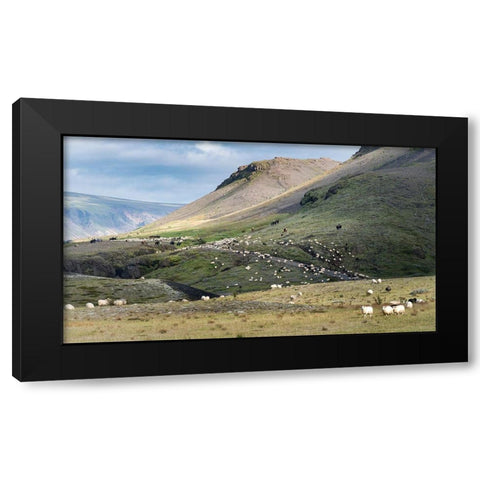 Herding Sheep II Black Modern Wood Framed Art Print by Head, Danny