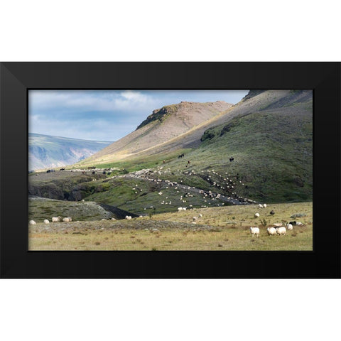 Herding Sheep II Black Modern Wood Framed Art Print by Head, Danny