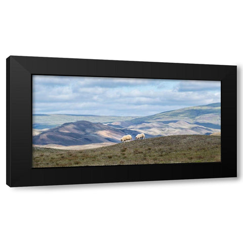 Highland Grazing I Black Modern Wood Framed Art Print with Double Matting by Head, Danny