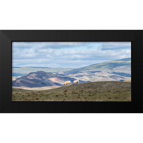 Highland Grazing I Black Modern Wood Framed Art Print by Head, Danny