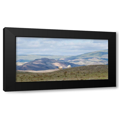HIghland Grazing II Black Modern Wood Framed Art Print with Double Matting by Head, Danny
