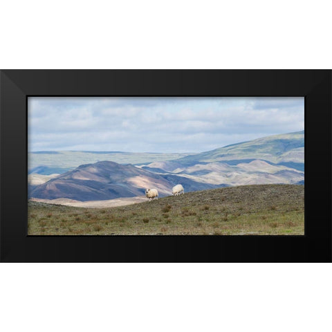 HIghland Grazing II Black Modern Wood Framed Art Print by Head, Danny