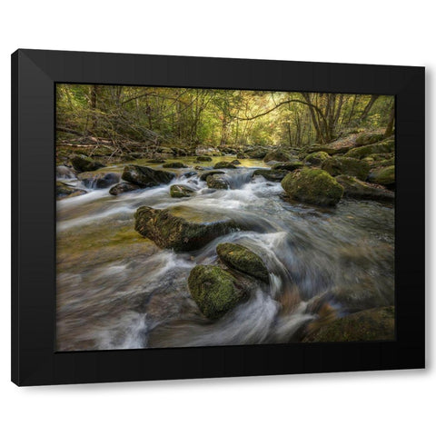 Under the Laurel Black Modern Wood Framed Art Print by Head, Danny