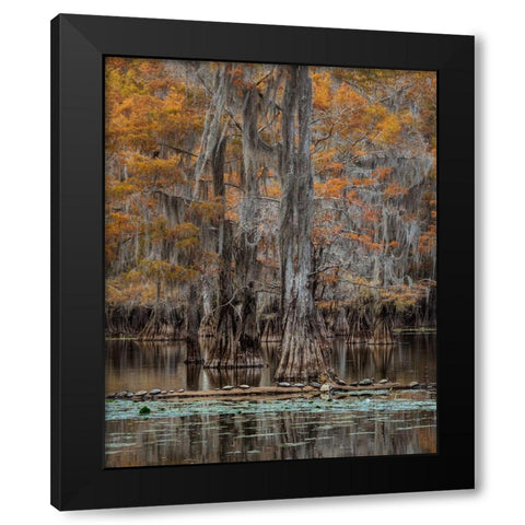 Twenty Turtles Black Modern Wood Framed Art Print by Head, Danny