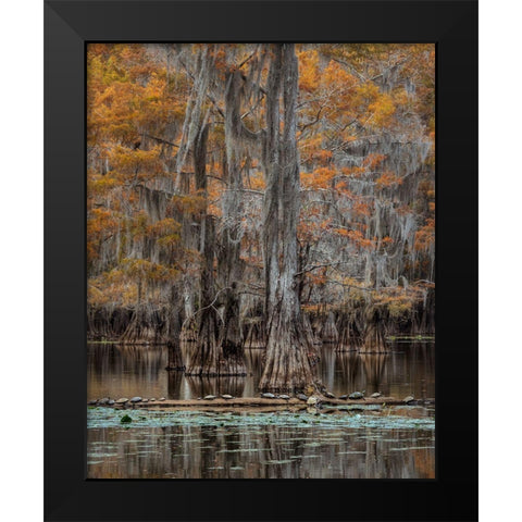 Twenty Turtles Black Modern Wood Framed Art Print by Head, Danny