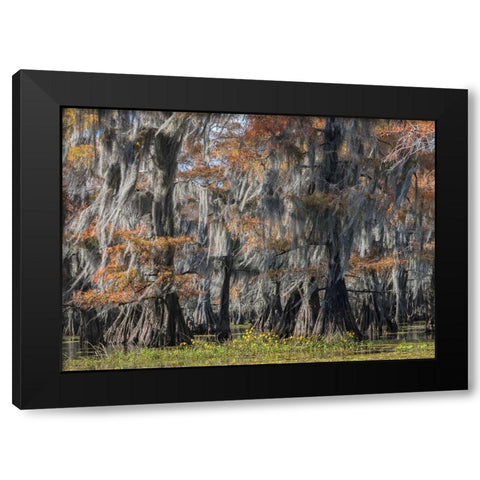 Bayou Flowers Black Modern Wood Framed Art Print by Head, Danny